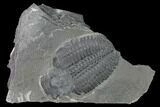 Elrathia Trilobite Molt Fossil - Utah - House Range #139709-1